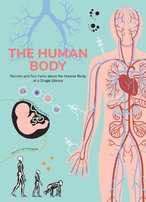 Human Body: Secrets and Fun Facts About the Human Body at a Single Glance