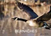 Bernaches: Les Quatre Saisons de la Bernache du Canada