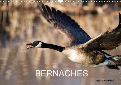 Bernaches: Les Quatre Saisons de la Bernache du Canada