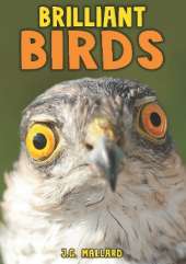Brilliant Birds