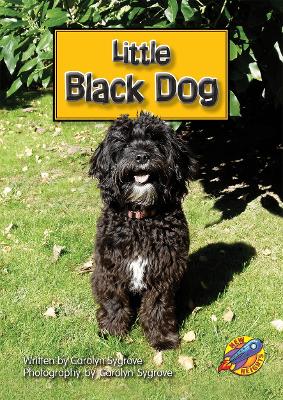 Little Black Dog