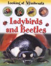Ladybirds and Beetles