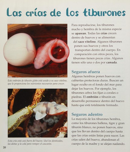 Tiburones Espectaculares