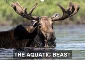 THE AQUATIC BEAST 2019: Moose in their favorite lakes