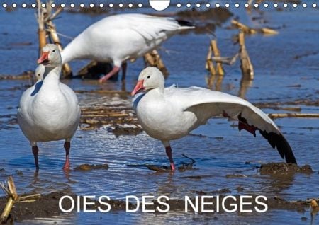 Oies Des Neiges 2018: Embleme Du Grand Nord Canadien