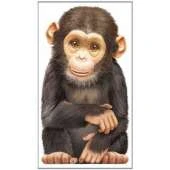 Little Chimp