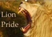 Lion Pride 2019: Captured moments of wild lions in South Africa.