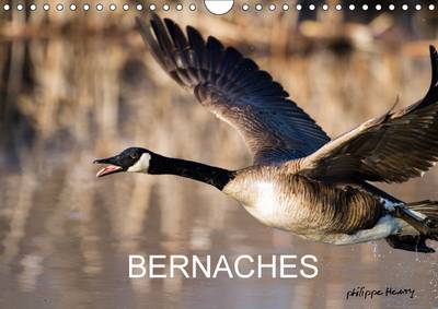 Bernaches 2017: Les Quatre Saisons De La Bernache Du Canada