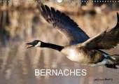 Bernaches 2017: Les Quatre Saisons De La Bernache Du Canada