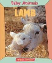 Baby Animals Lamb