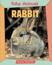 BABY ANIMALS RABBIT