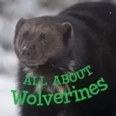 All about Wolverines: English Edition