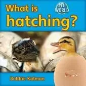 What is hatching?