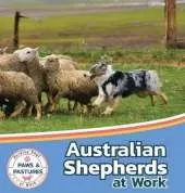 Australian Shepherds at Work