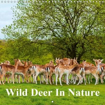 Wild Deer In Nature 2019: Wild Deer in the Forest and on a Hill