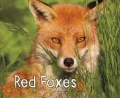 Woodland Wildlife Pack A of 3