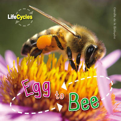 Egg to Bee