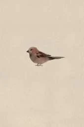 Sparrow Field Journal Notebook, 100 pages/50 sheets, 4x6