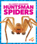 Huntsman Spiders