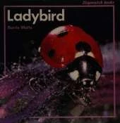 Ladybird