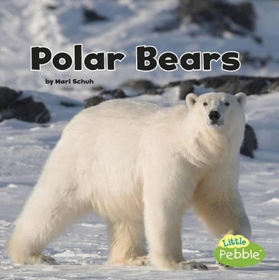 Black and White Animals Polar Bears