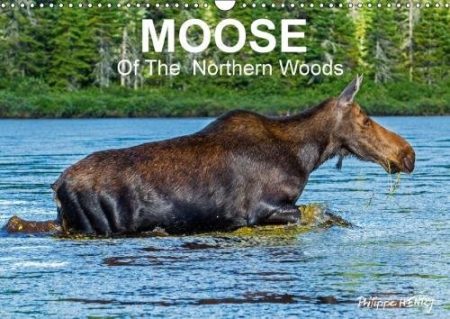 Moose of the Northern Woods 2018: Let's Follow the Moose of Quebec Northern Woods. Philippe Henry Presents 13 Photos of This Silent Giant.