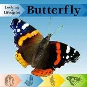 Looking at Lifecycles: Butterfly