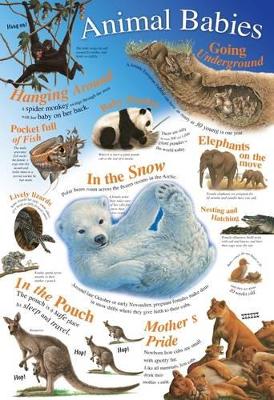 Animal Babies