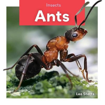 Insects: Ants