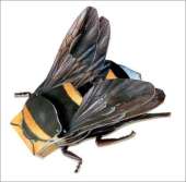 Bumble Bee