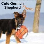 Cute German Shepherd Puppies 2018: Who Can Resist Their Magic