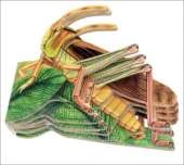 Grasshopper