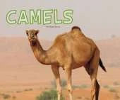 Meet Desert Animals Pack A of 4