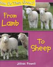 How Do They Grow: Lamb To Sheep