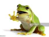The Life Cycle of the Frog