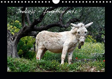 Donkeys - forgotten pets 2020: Donkeys are everyone's favorite