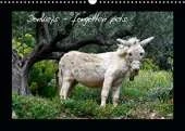 Donkeys - forgotten pets 2020: Donkeys are everyone's favorite