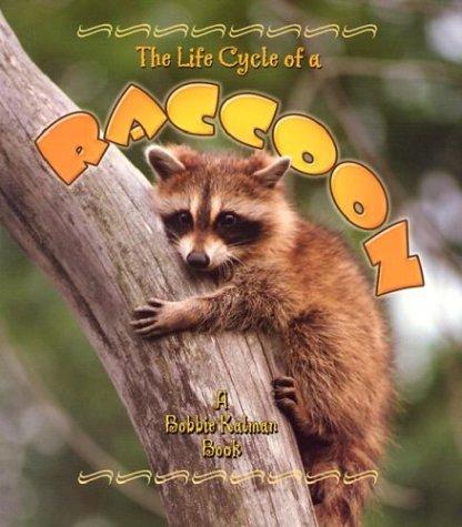 The Life Cycle of the Raccoon