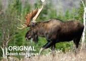 Orignal. Geant Silencieux 2017: L'Orignal du Canada au Fil des Quatre Saisons