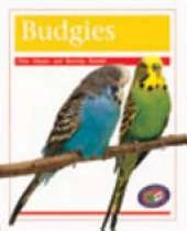 Budgies
