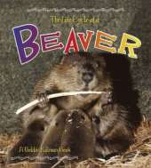 The Life Cycle of the Beaver