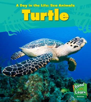 Sea Turtle