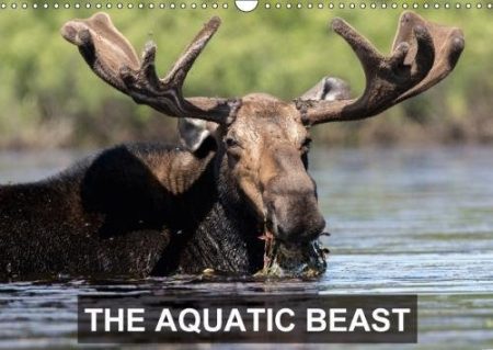 THE Aquatic Beast 2018: Moose in Their Favorite Lakes