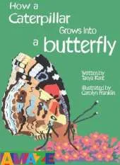 How A Caterpillar Grows Into A Butterfly
