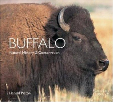 Buffalo