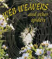 Web Weavers and Other Spiders