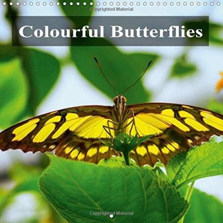 Colourful Butterflies 2018: Colourful Butterflies, Different Species in Detail.