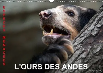 L'Ours Des Andes. Especes Menacees 2017: Sur La Piste De L'ours Des Andes, Dans Les Hautes Montagnes De L'equateur.