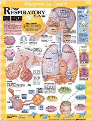 Blueprint for Health Your Respiratory System Chart