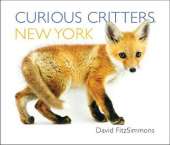 Curious Critters New York
